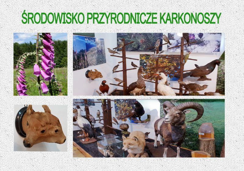 Wystawa poświęcona środowisku w Muzeum Sportu i Turystyki w Karpaczu