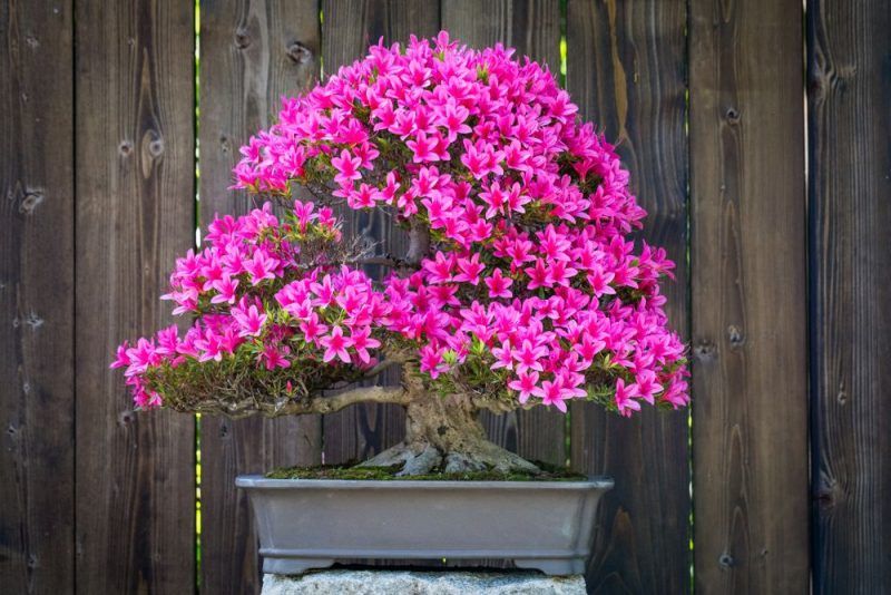 Drzewko zakwitłe na różowo