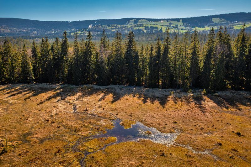 Rozległe, podmokłe torfowisko otoczone gęstym lasem w świetle słonecznego dnia.