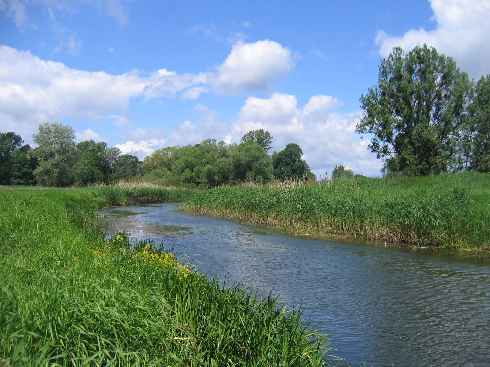 Płynąca wąska rzeka w otoczeniu lasu