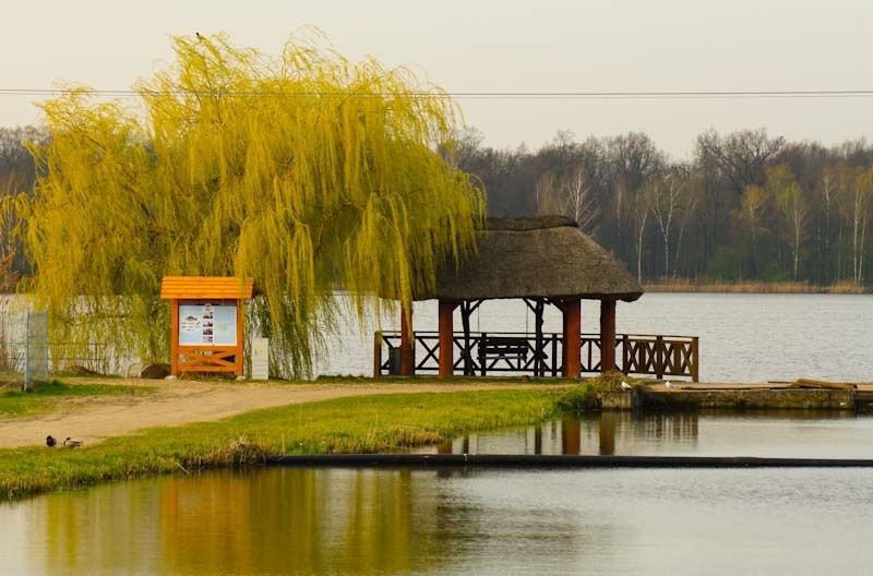 Wiata drewniana z tablicą informacyjną nad stawem