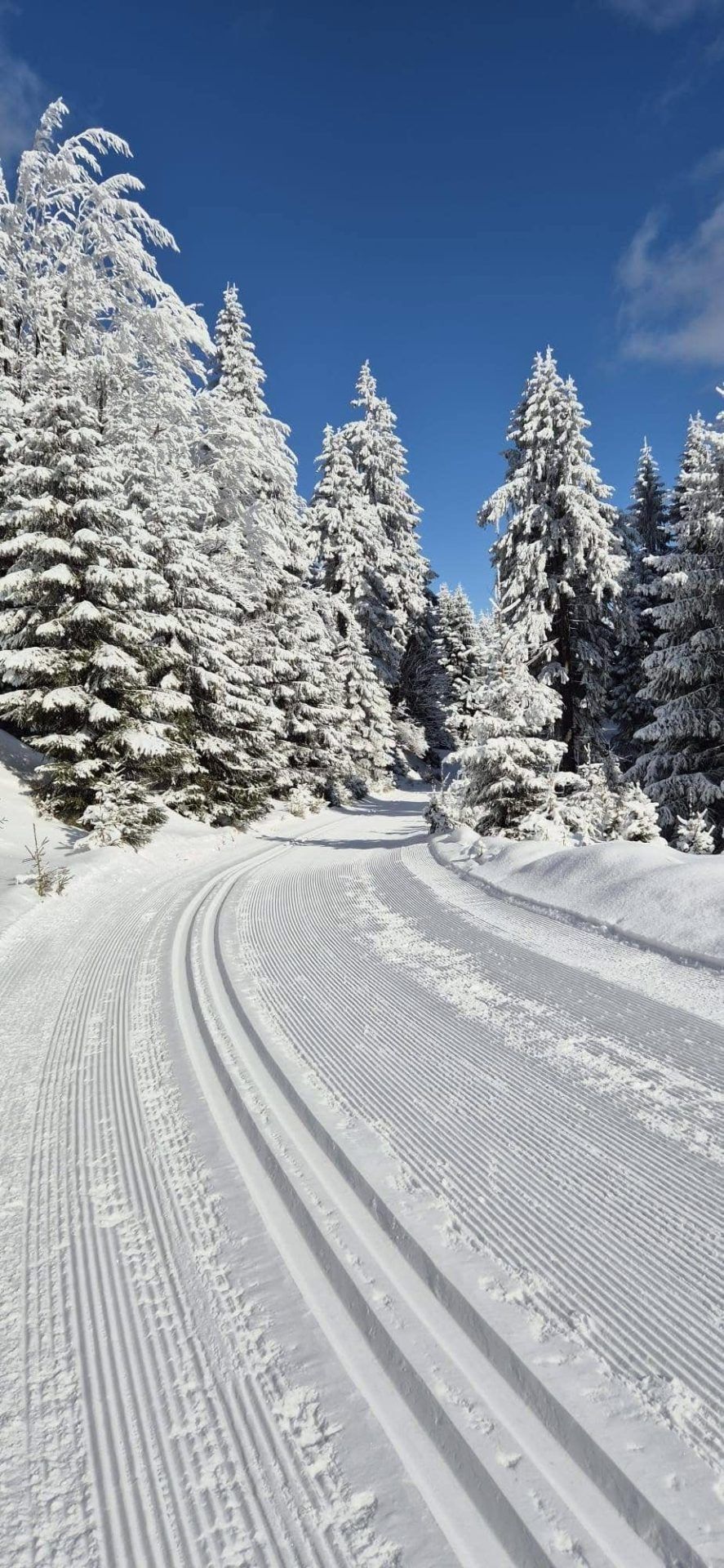 Ośnieżona droga w środku lasu.