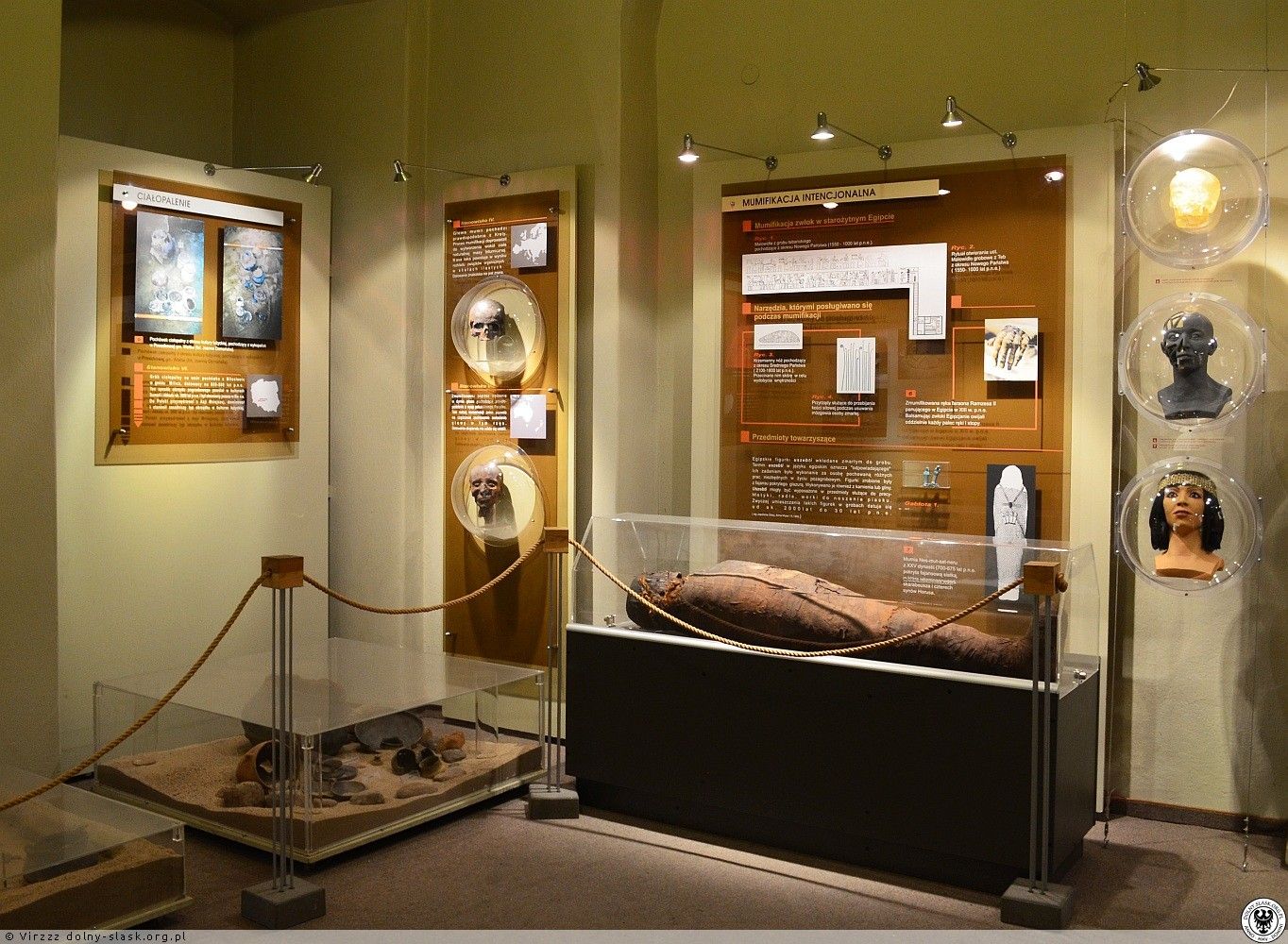 leżący na przeszklonej szafce ludzki szkielet