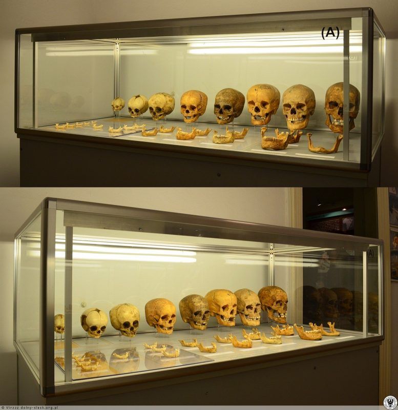 ludzkie czaszki na szklanej półce