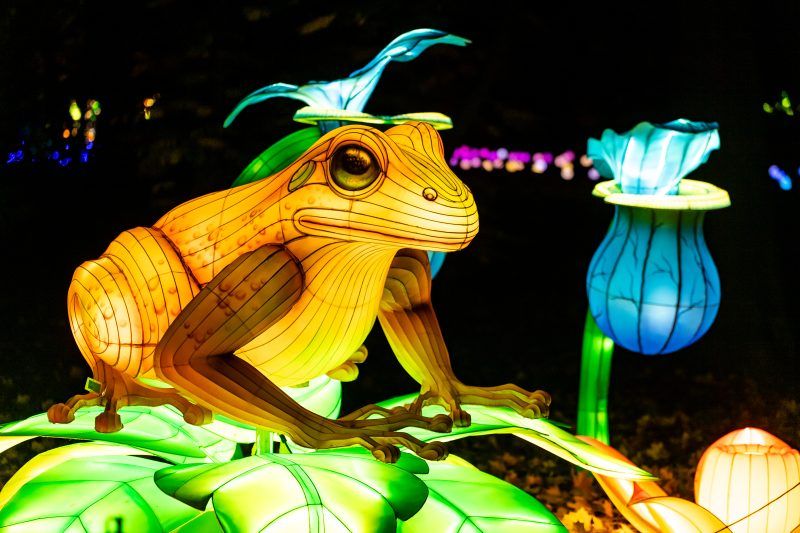 Artystyczne przedstawienia podświetlonych zwierząt sfotografowane nocą