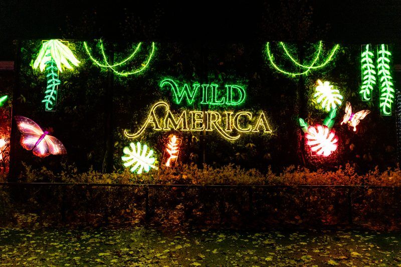 Artystyczne przedstawienia podświetlonych zwierząt sfotografowane nocą