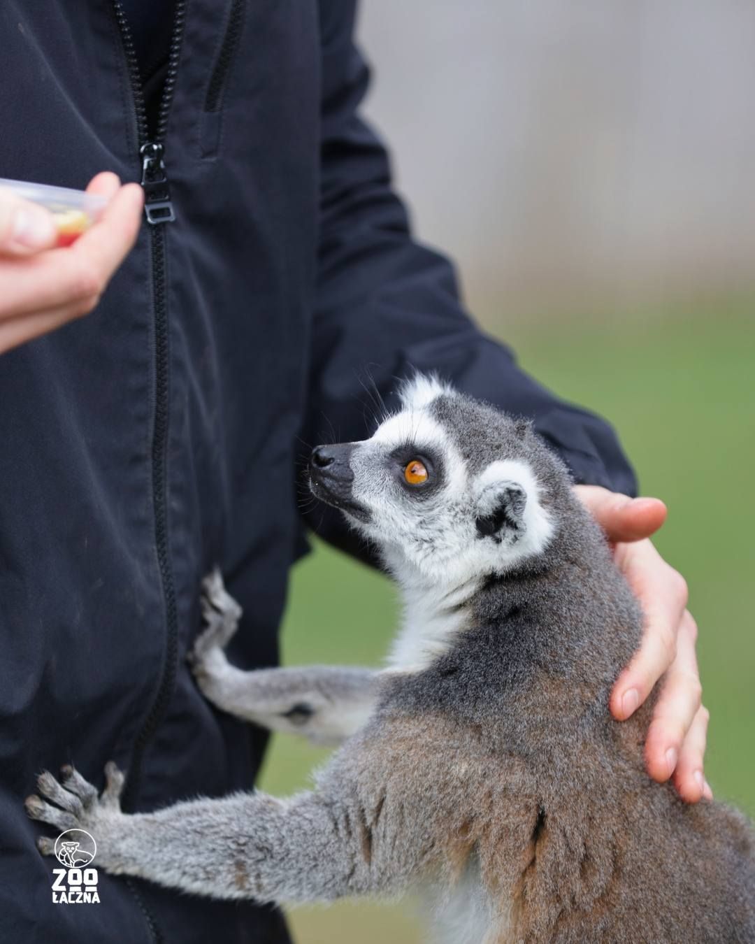 Zdjęcie zwierząt w Zoo Łączna podczas karmienia