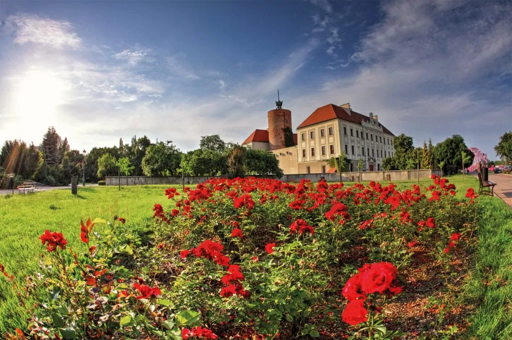 Na pierwszym planie czerwone kwiaty, w oddali zamek głogowski, na tle błękitnego nieba.