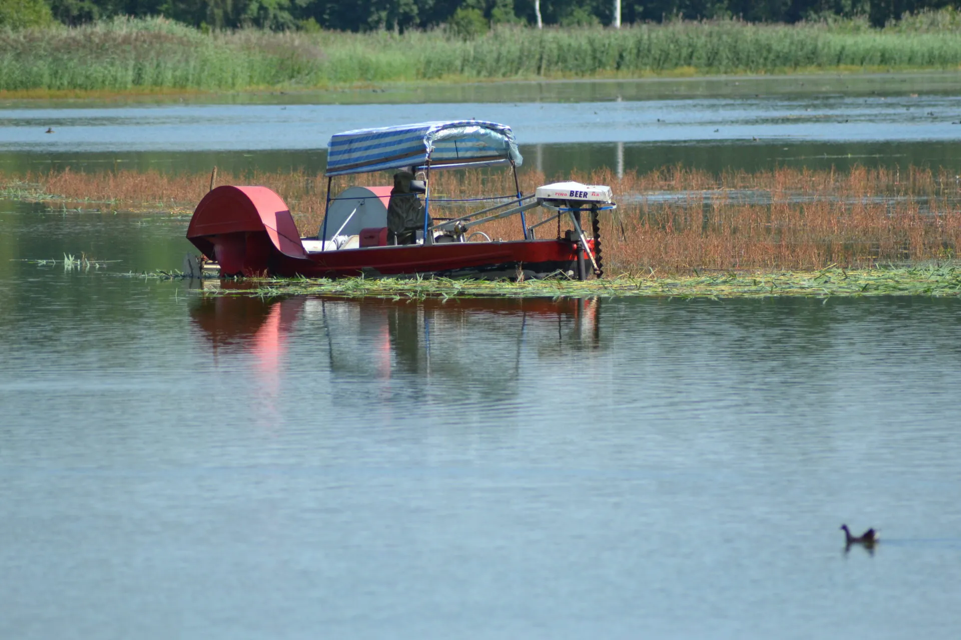 Un petit bateau de plaisance avec un toit et une roue à aubes rouge navigue sur un étang calme dans la vallée de la Barycz, au milieu des roseaux et de la verdure.
