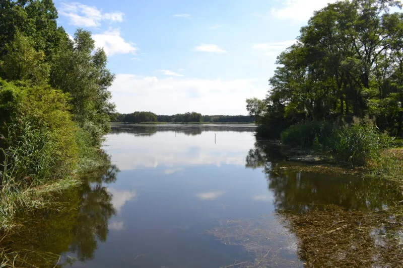 La surface calme de l'étang dans la vallée de Barycz reflète le ciel bleu et les arbres qui bordent les rives, tandis que l'eau est entourée de roseaux denses et de buissons verts.