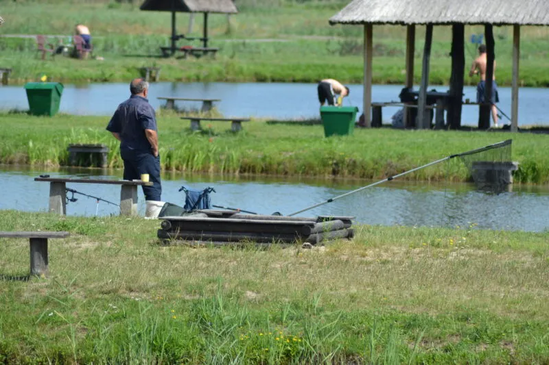 Les pêcheurs attrapent du poisson depuis de petits postes situés au bord des étangs dans la vallée de la Barycz, en utilisant des pontons, des bateaux et des abris parmi les roseaux.