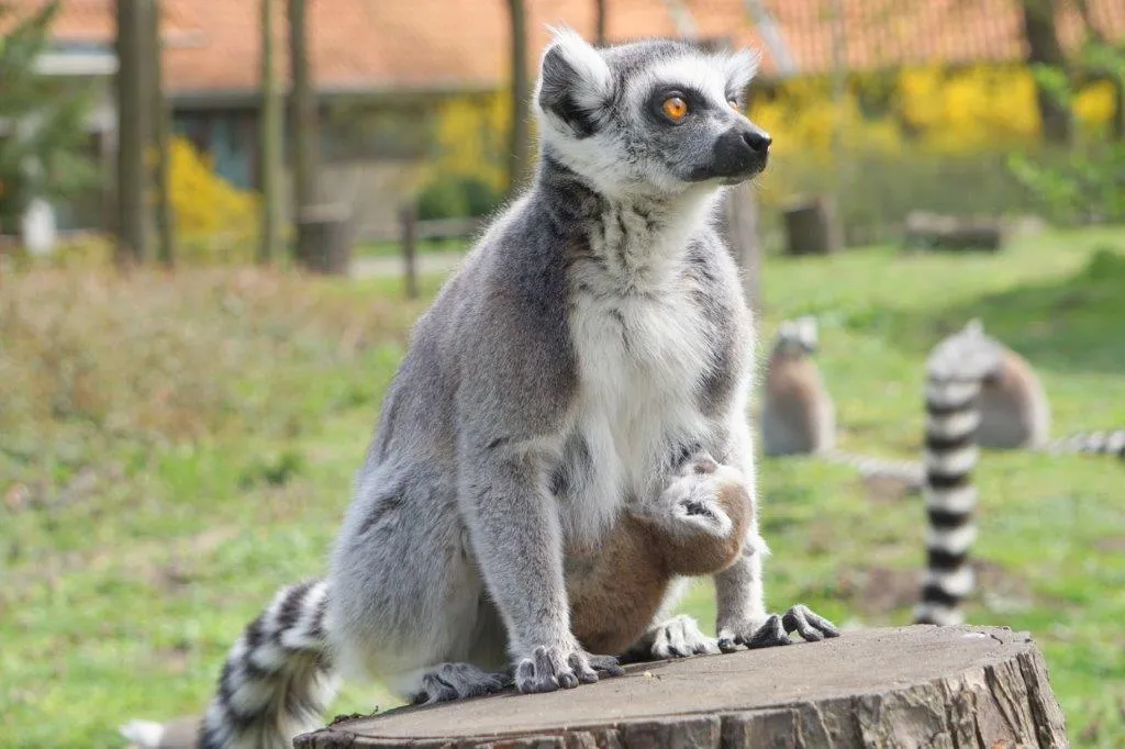 Lemur z dzieciątkiem na pniu drzewa.