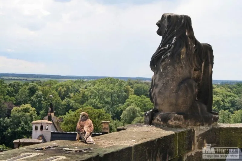 Widok z wieży zamkowej. Na pierwszym planie zniszczona rzeźba z piaskowca oraz sowa. W oddali dużo zieleni.