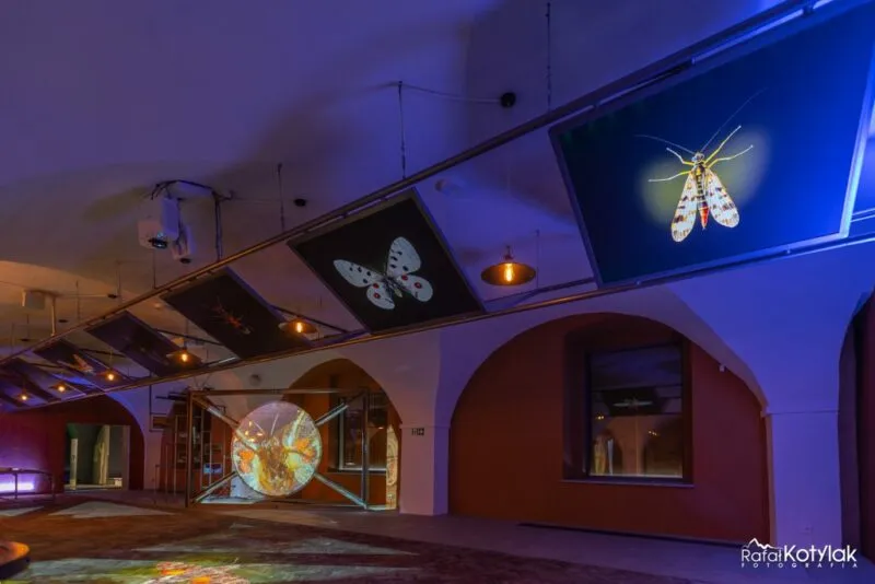 L'exposition nocturne du Centre naturel et éducatif de Sobieszów projette des insectes lumineux sur les écrans et les murs de la cour historique dans une lumière bleue.