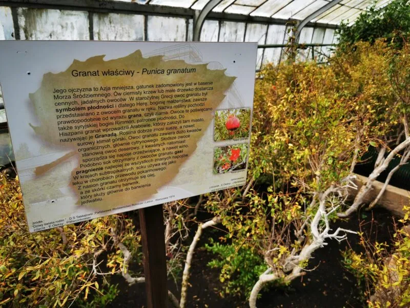Tablica informacyjna we wnętrzu jednej ze szklarni na terenie Palmiarni otoczona roślinami