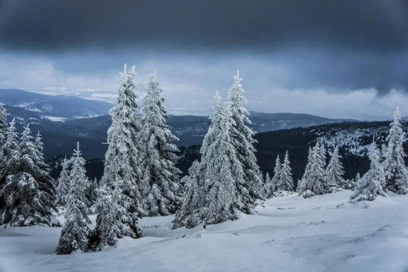 Widok na ośnieżone choinki, w tle góry, szaro-granatowe niebo.