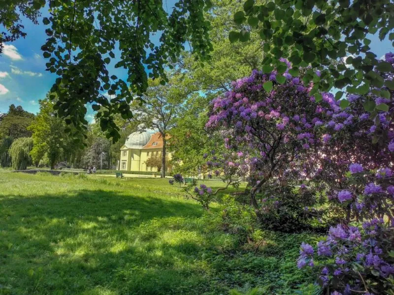 Park z bujną zielenią, przez który przebija się widok na pałac