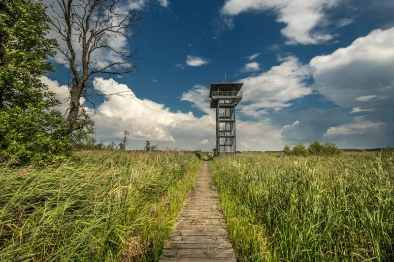 Una stretta passerella di legno conduce attraverso l'erba alta degli Stawy Przemkowskie verso una torre di osservazione in acciaio, che si erge sotto un cielo drammatico e parzialmente nuvoloso.