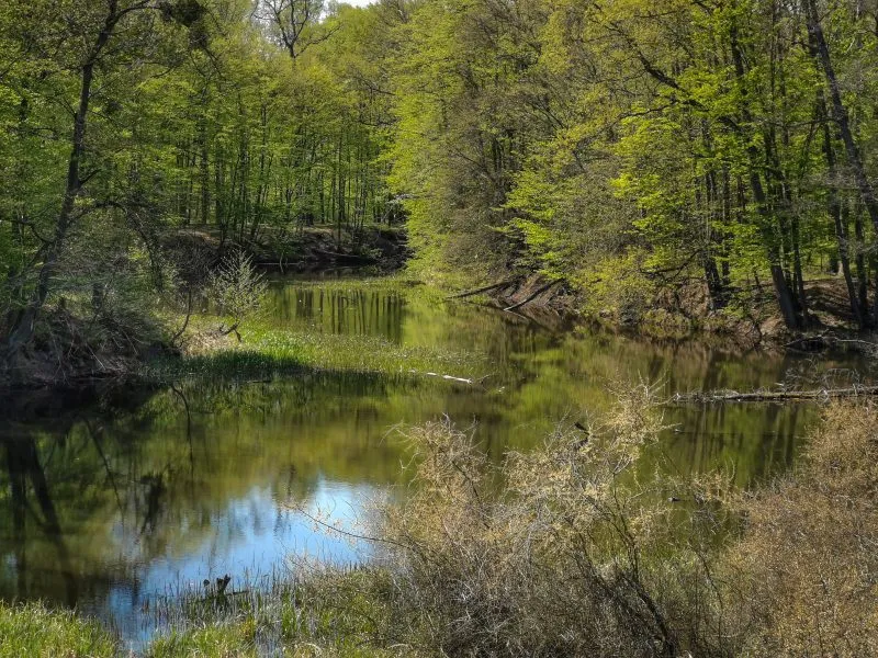 widok na otuloną drzewami w lesie rzekę
