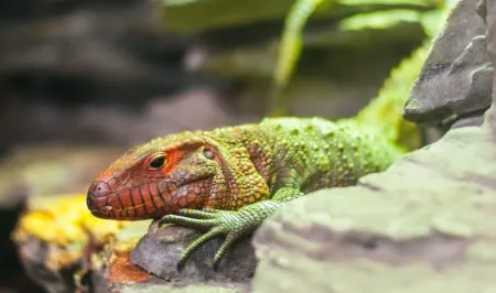Zářivě zelená ještěrka s oranžovou hlavou a modrými akcenty na šupinách sedí na větvi mezi vegetací vratislavské zoologické zahrady.