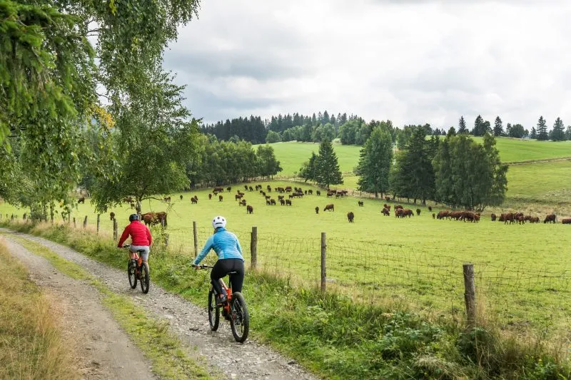 Dwójka rowerzystów jedzie obok łąki na której prowadzony jest wypas