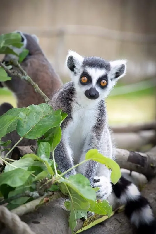 pozujący lemur w Zoo Łączna