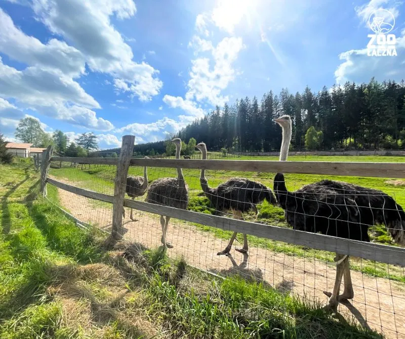 Strusie na wybiegu Zoo Łączna