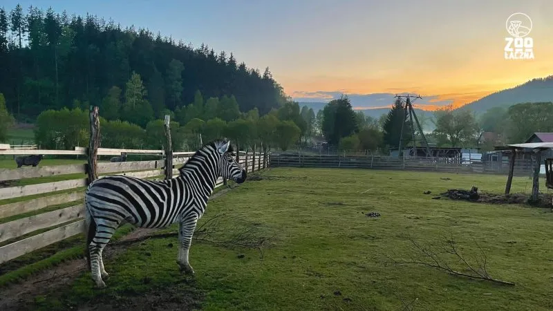 Una zebra nel recinto