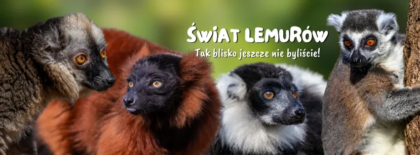 Grafika ze zwierzętami i napisem Świat Lemurów