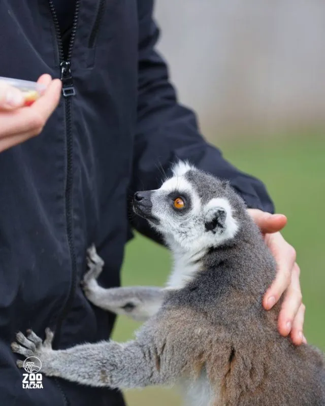 Zdjęcie zwierząt w Zoo Łączna podczas karmienia